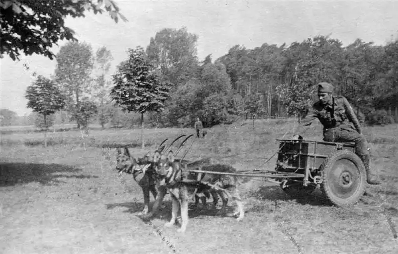 Wehrmacht K9 handler operating a military four-dog draft cart (Hundekarren) with German Shepherds during WWII.
