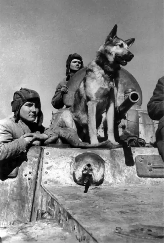 Senior Sergeant Yevgeny Endrekson and Sergeant Vladimir Porshakov with their dog Julbars sitting atop a BA-10 armored car, photographed by Emmanuil Evzerikhin.
