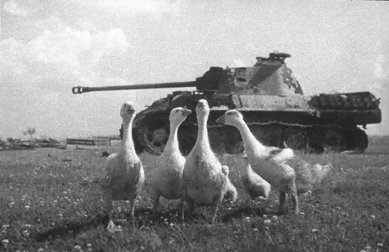 Burned-out German Panther tank (Ausf. A) abandoned in a field during Operation Bagration. Geese roam freely around and inside the wreck.