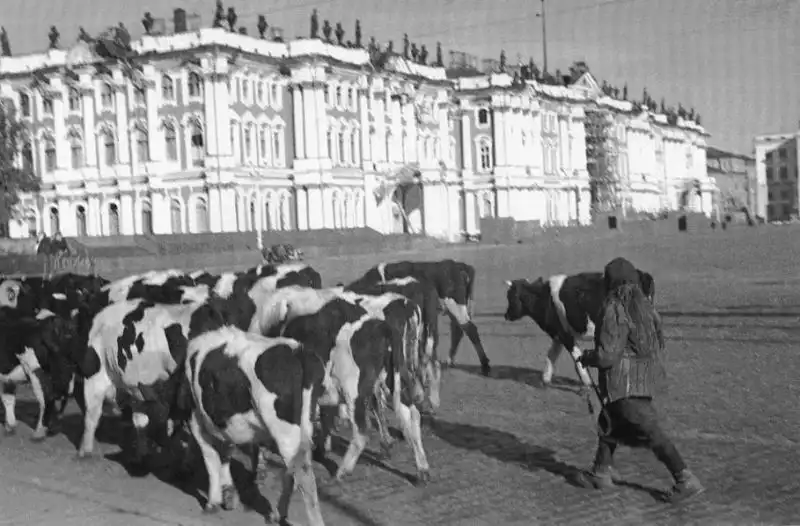 Cattle driven from front-line areas standing on Palace Square in besieged Leningrad during the early months of the Siege of Leningrad, September 1941