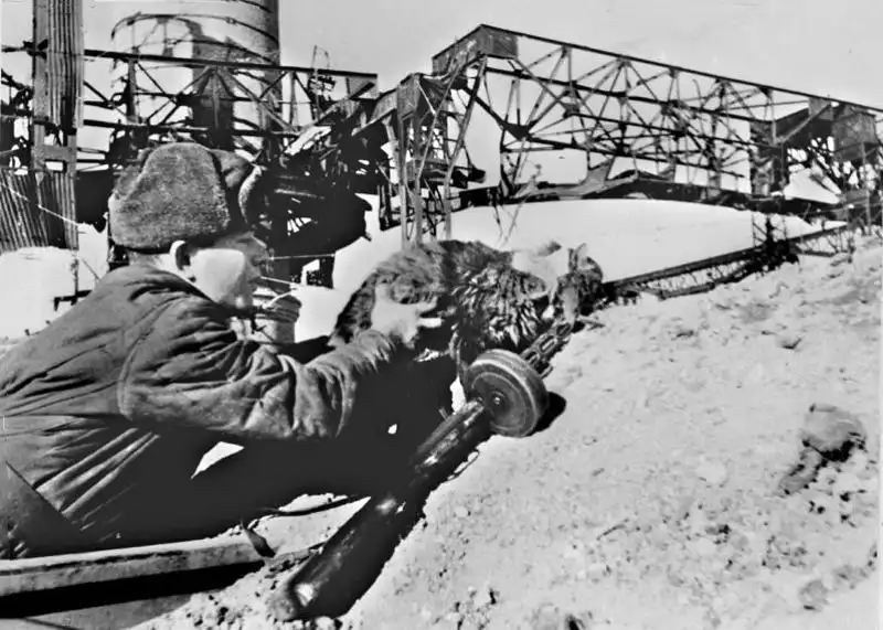 Soviet soldier in winter cap holding a tabby cat inside a trench with a PPSh-41 submachine gun during the Battle of Stalingrad in late 1942.