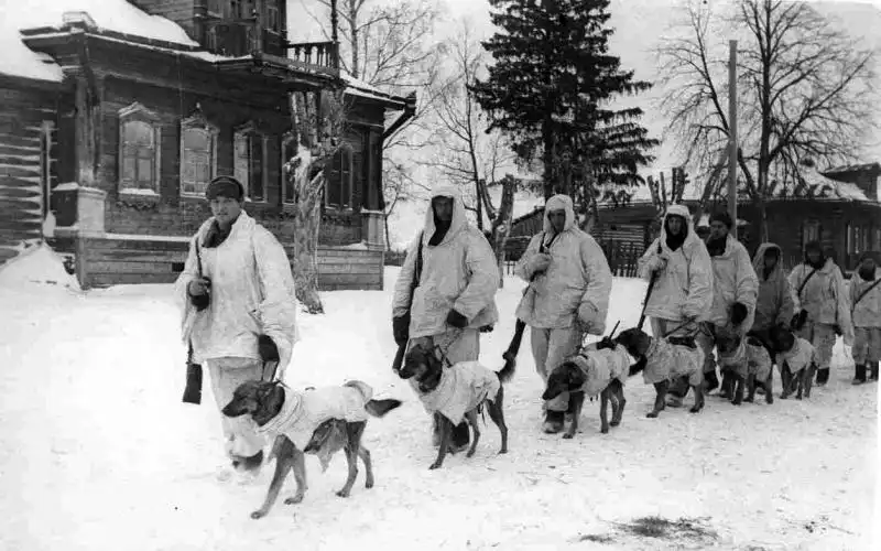 Soviet Army dog handlers in white camouflage smocks leading anti-tank dogs wearing winter covers near Moscow 1941.